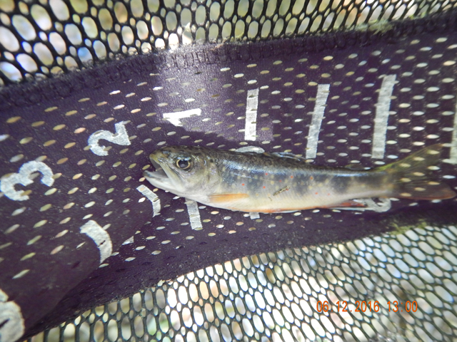DSCN1460.jpg - Still, with a bit of patience, the fish could be coaxed to hit.                               
