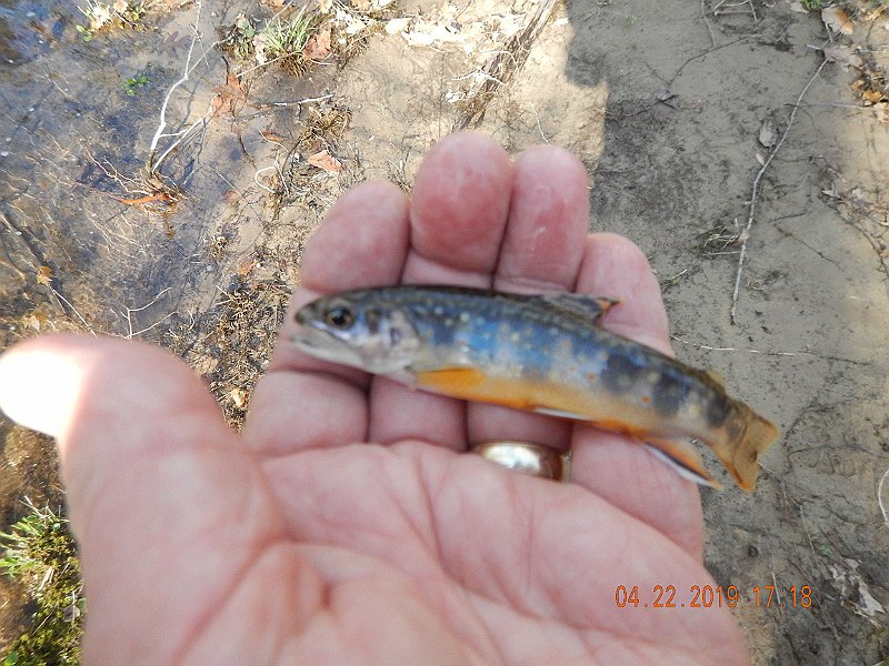 $FowlersHollowStatePark127$.jpg - One of the blurry pics I am so famous for.