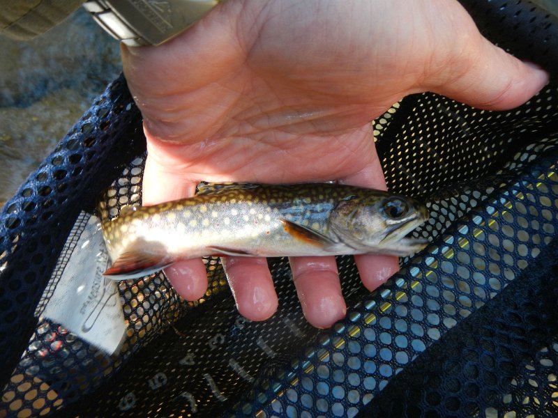 $FowlersHollowStateParkGW010$.jpg
