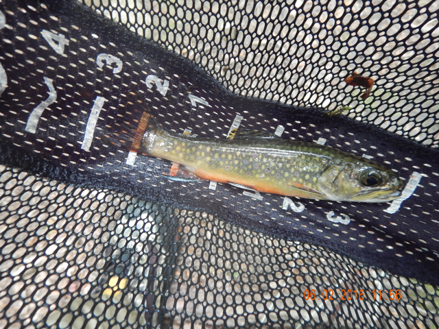 DSCN1408.jpg -            We did get some pretty natives.  This one stretched out could go 7 inches.                    