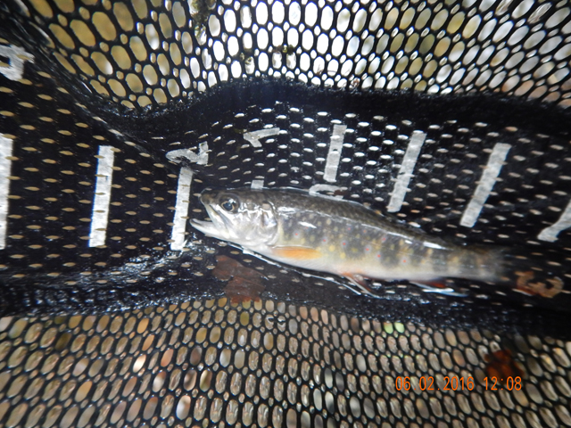 DSCN1409.jpg -        Even the little ones were hitting size 14 flies.                        