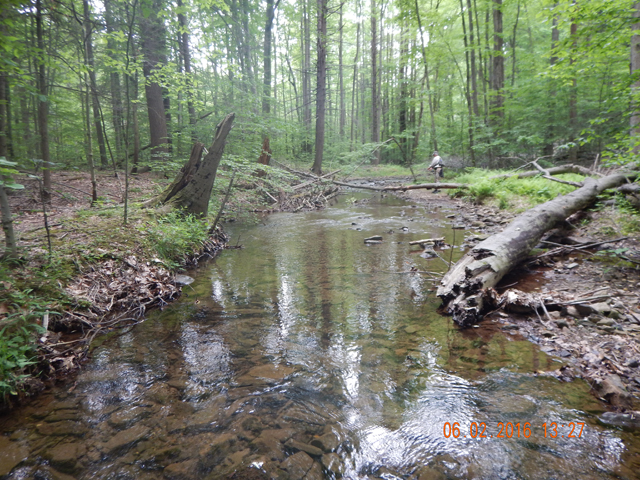 DSCN1412.jpg -                                There's Ed downstream.  Some areas were open enough to get a reasonable cast but most parts of the stream had overhanging bushes.