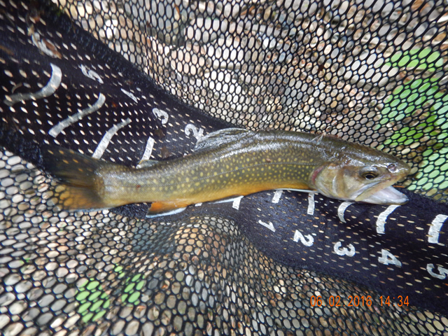 DSCN1416.jpg -            Probably one of the prettier fish of the day.  Looks like a hold over.                    