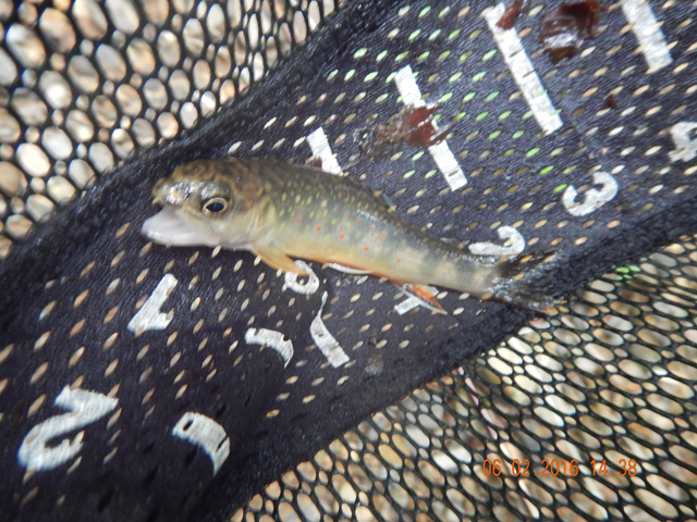 DSCN1418.jpg -                      My last fish of the day.  A little native.          
