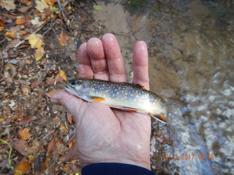 DSCN2736.jpg - Here's a little better shot of the same fish.