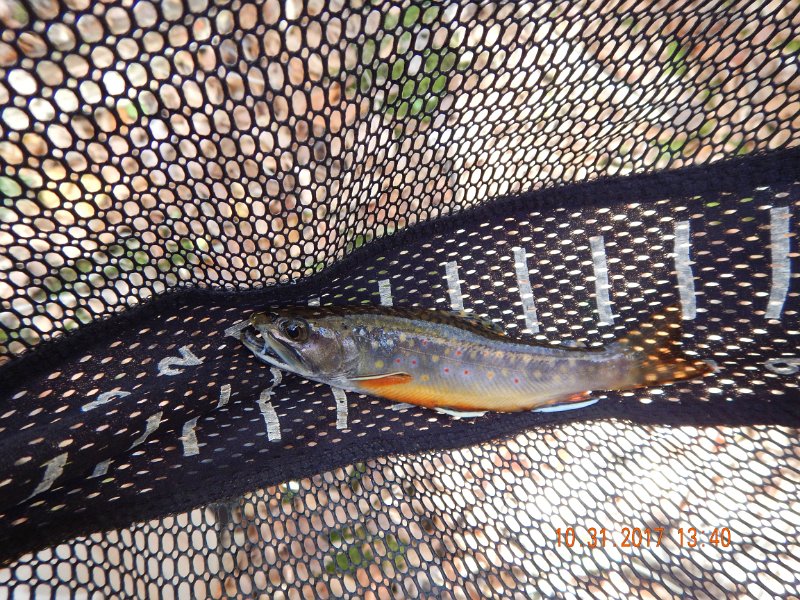 DSCN2741.jpg - This is another Sheaffer brookie.  All decked out in its October breeding colors.