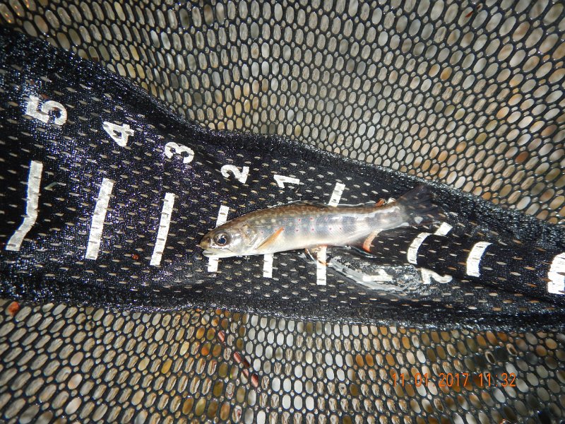 DSCN2757.jpg - But, once I did, there were trout there.