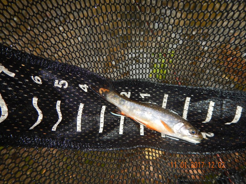 DSCN2763.jpg - Then there was another trout.  Lost a couple good fish trying to land them in the fast currents.  I'll just blame that on barbless hooks.