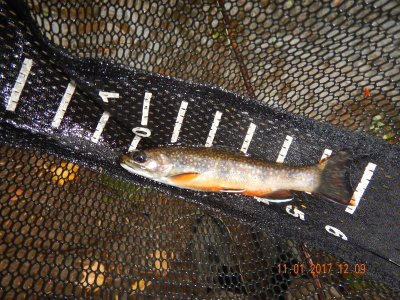DSCN2767.jpg - Think this is just a better pic of the last fish.  Although it may be different, I had one spot where I got a couple fish, one right after the other.