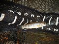 DSCN2768