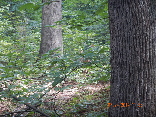 DSCN2239.jpg -                                Someone watching me as I was fishing. Hard to see in the pic but in real life she stood out well.