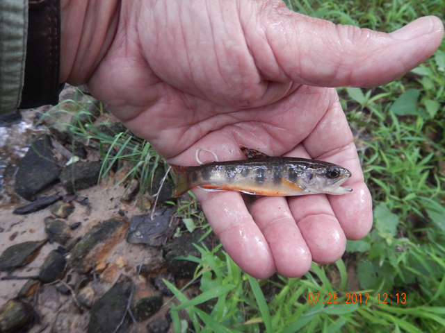 DSCN2244.jpg -                                I got this little brookie at Sheaffer.