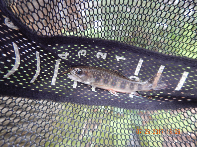DSCN2248.jpg -                                I got this one and it came from the run in the following pic.
