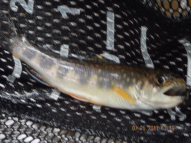 DSCN2251.jpg -                                Blurry pic but it was a nice little fish.