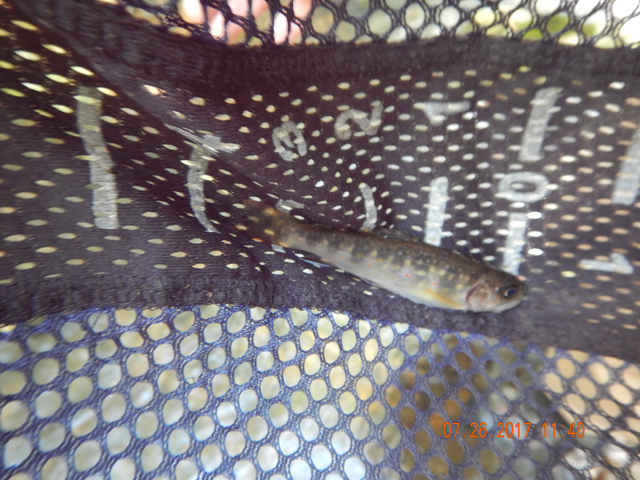 DSCN2261.jpg -                                I got this one in a little run below the hole Gary was fishing.