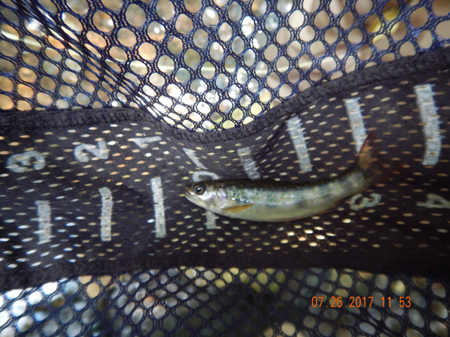 DSCN2265.jpg -                                Gary started catching pretty regularly.  He got this one.