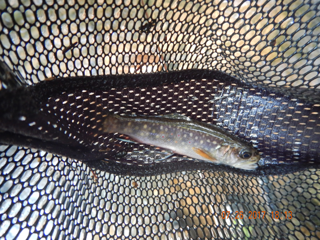 DSCN2280.jpg -                                Then it was back to fishing and another little brookie.