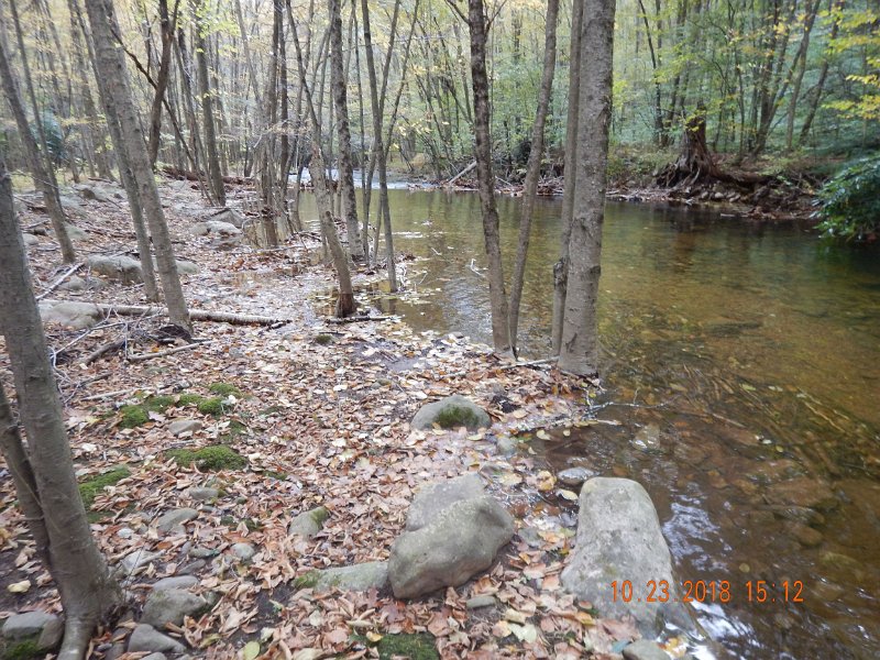 $HickoryRun007$.jpg - You can see how high the water is.  It is up into the stand of trees close to the stream.