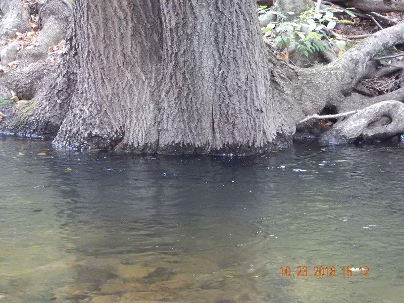 $HickoryRun008$.jpg - Just a pic to show how much the stream dropped.  Probably two inches.  More rain the coming weekend will push it back up again.