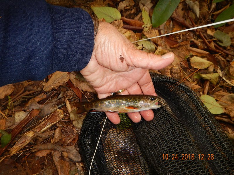 $HickoryRun014$.jpg - Same fish, different pic.