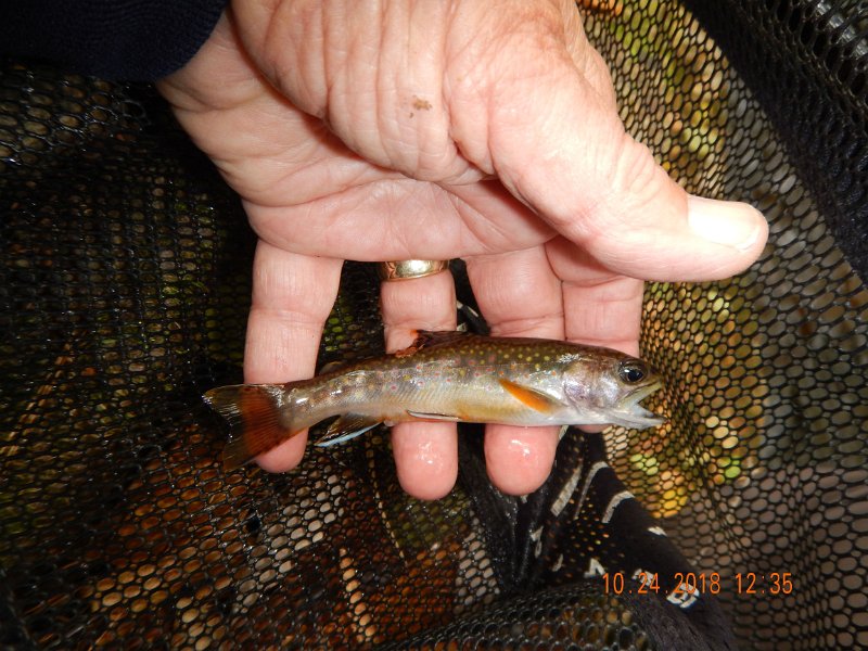 $HickoryRun017$.jpg - Then I caught a few more....and missed a bunch more as well.