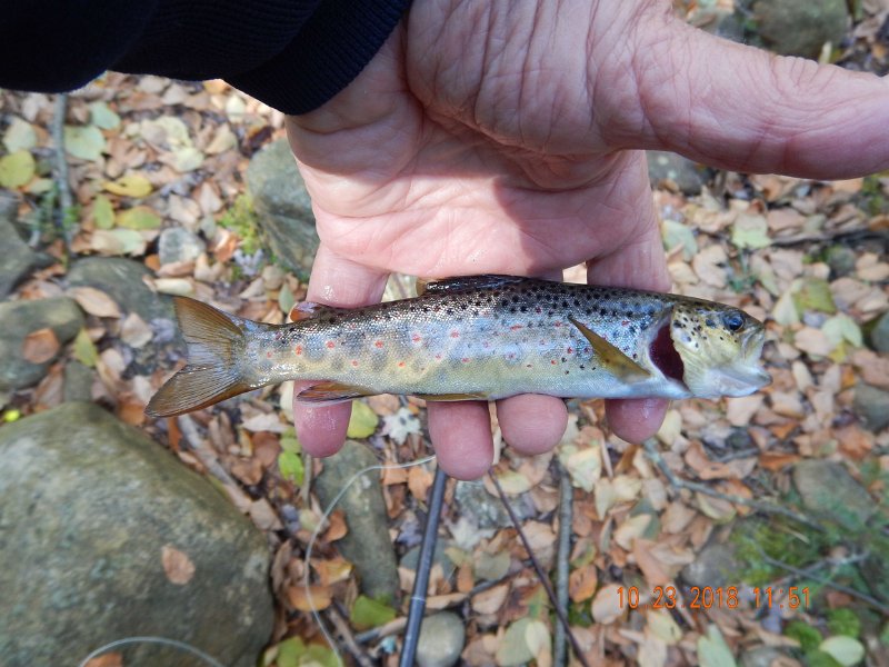 $HickoryRun038$.jpg - Heres the single brown I caught in the lower Hickory.
