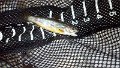 IMG_20130511_112417_318
