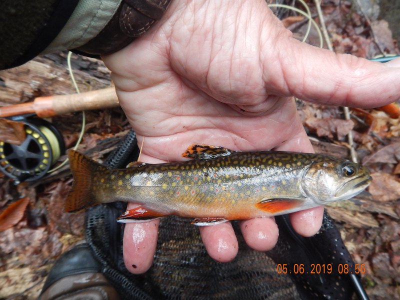 DSCN4168.JPG - Probably one of the prettiest fish of the trip.