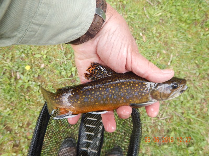 DSCN4181.JPG - This was a stocked trout.  I was wasting a bit of time and fished the Saylorsville Dam.  I hooked this brookie.  He was pretty and fun to catch.