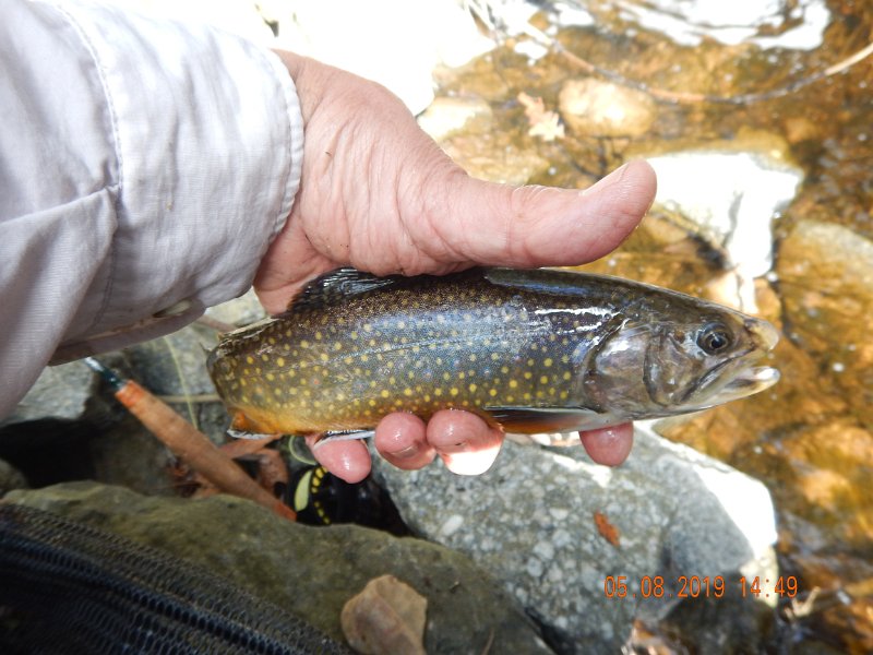 DSCN4237.JPG - Little better look at the colors. I'd like to think this is not a stocked fish. But, what a great way to end a beautiful three day fishing trip!