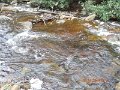 DSCN4171