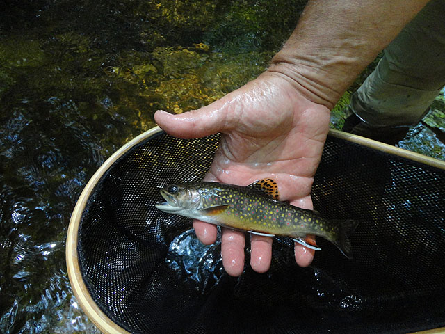DSC00967.jpg -                                Brookie up clise....beautiful!