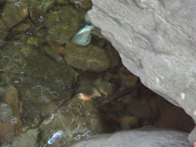 DSC00252.jpg - Glen Onoko Falls Trail - Find the Brookie