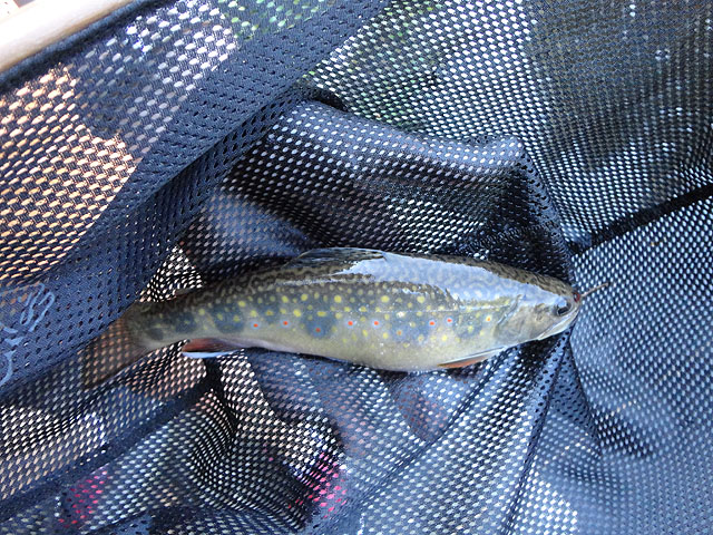 DSC00273.jpg - Fat little brookie