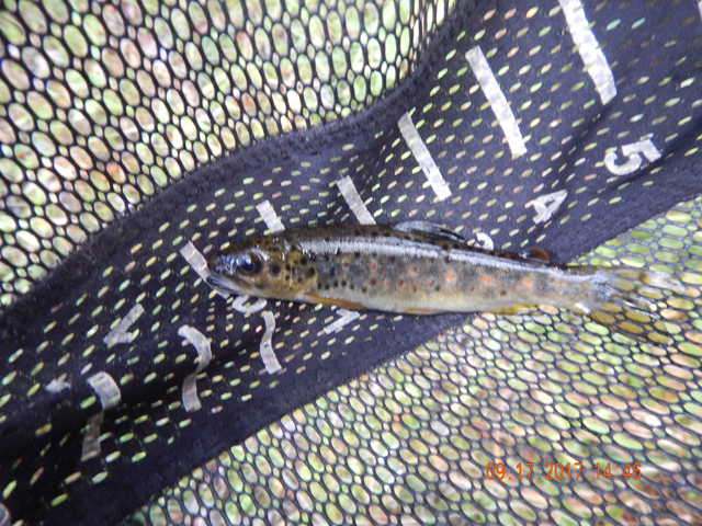 DSCN2596.jpg -                                I started this trip on the lower end of Hickory Run.  Got this one fish.  Know the fish were there but they just weren't hitting.