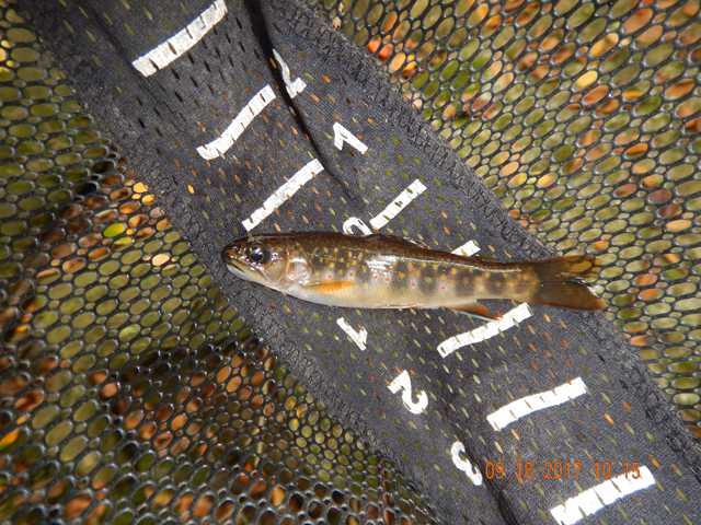 DSCN2605.jpg -                                Just like this one. They were happy to hit my dry flies today.