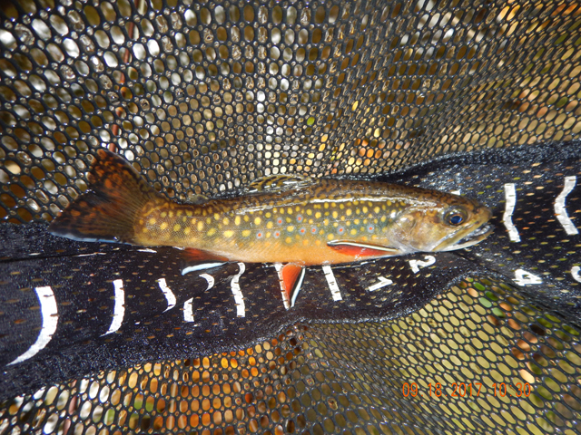 DSCN2607.jpg -                                But today, as I was to learn, I would have the quality fish.  Large, wild, heavy (relatively speaking) and beautiful.