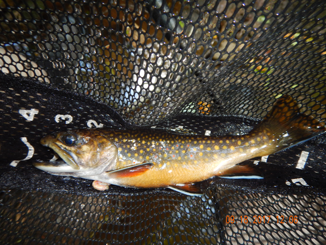 DSCN2620.jpg -                                Then this beauty came along. Think he was at least 9 inches but closer to 10.