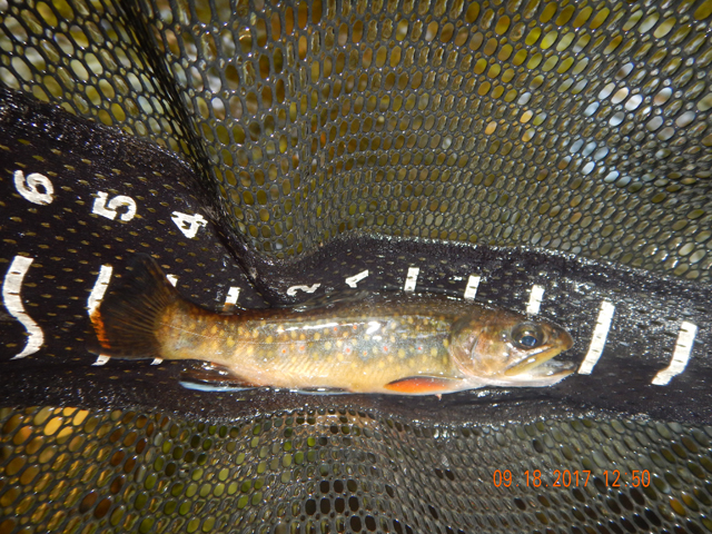DSCN2621.jpg -                                Then, another 8 incher.  They both came rapid fire from the same location.