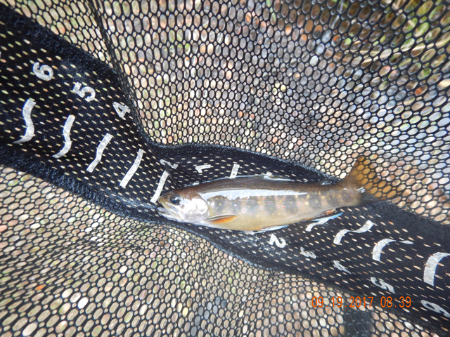 DSCN2626.jpg -                                The fish started hitting immediately.  I took me the best part of 3 hours to fish a stretch of stream about 100 yards long.
