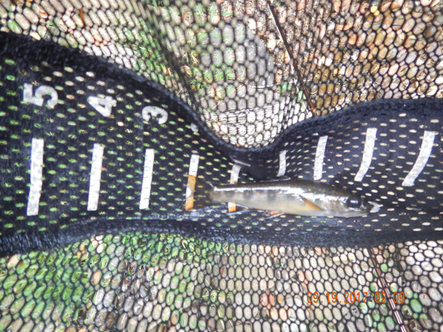 DSCN2630.jpg -                                Like I said, this would be the day for numbers and not for size.  I stopped catching at 20 or so fish (missed double that).