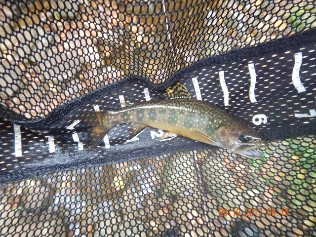 DSCN2632.jpg -                                Just because this was my numbers day that didn't mean I didn't catch a nice one or two.  This was an honest 6 incher.