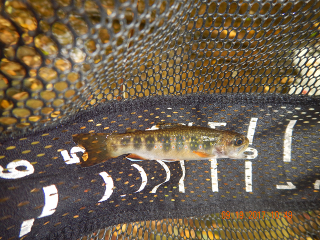 DSCN2645.jpg -                                Maybe 5 inches but who cares, check the fin colors....amazing.