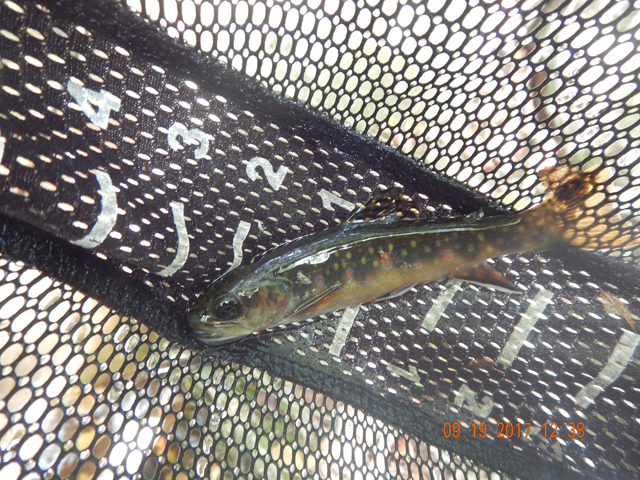 DSCN2652.jpg -                                But, the fish located there were a compelling reason to keep going.