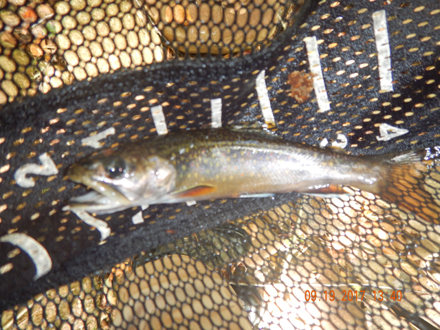 DSCN2664.jpg -                                Now, I was hurrying, I thought at any minute the fish would stop hitting and I didn't want to ruin this opportunity.