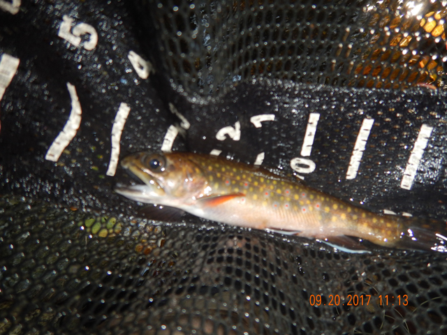 DSCN2673.jpg -                                So, I went back to another stretch of Hickory I had not fished.  Well, I lie, this fish came from the hole where I started and I had fish it before.  Easy to see why!