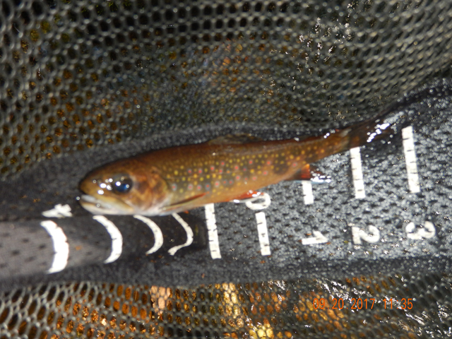 DSCN2675.jpg -                                I moved down stream.  Don't like to fish downstream for wild trout for obvious reasons but I did today.