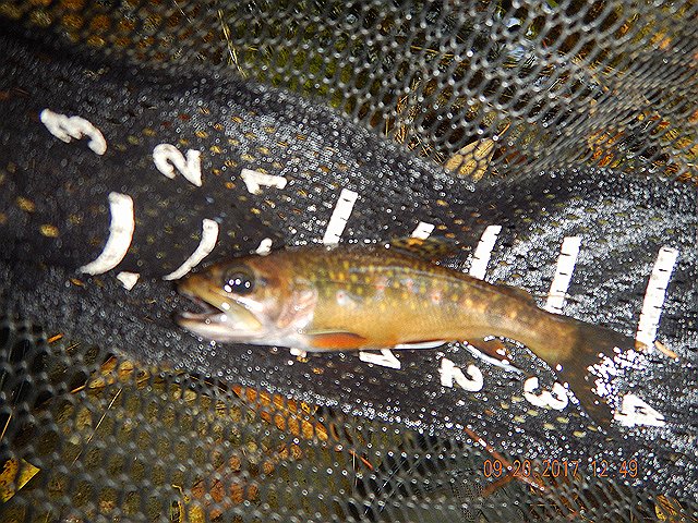 DSCN2687.jpg -                                Like I said...if they keep biting...I keep fishing.