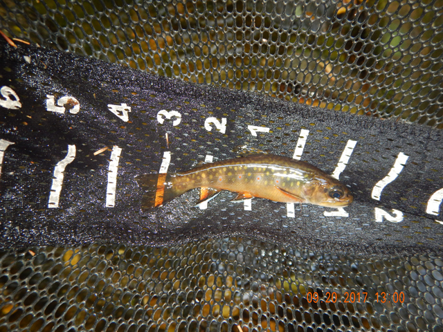 DSCN2691.jpg -                                But, I did have to make sure there were fish in this large hole....just because!