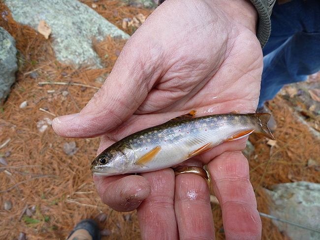 P1000680001.jpg - Stream bred Trout 1